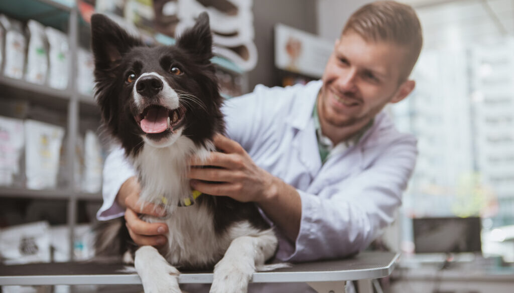 Handsome male veterinarian working at his clinic