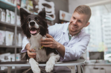 Handsome male veterinarian working at his clinic